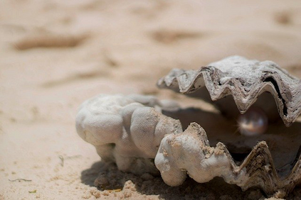 perla cultivada dentro de ostra